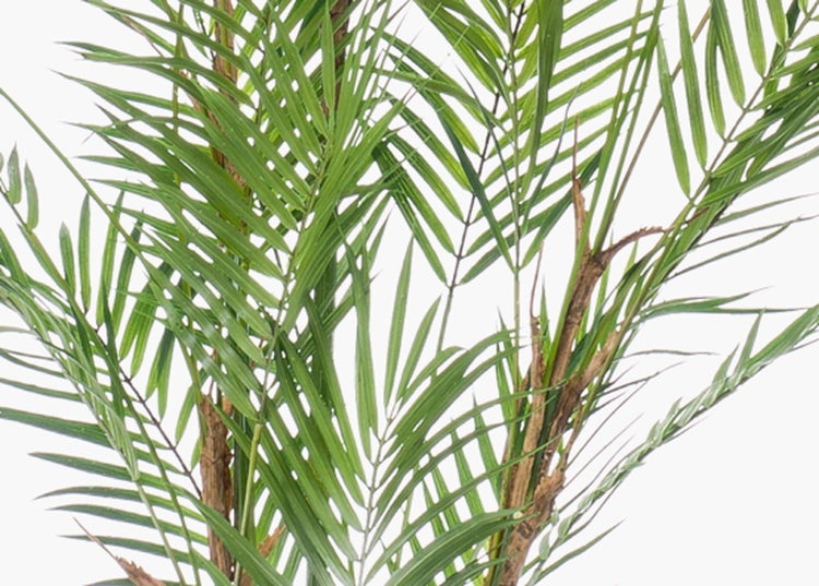 Detailansicht einer Palme mit grünen, gefiederten Blättern und braunen Stämmen.