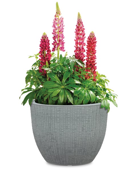 Scheurich Barceo 47, Pflanzgefäß/Blumentopf/Pflanzenkübel, rund,  aus Kunststoff Farbe: Stony Grey, 47 cm Durchmesser, 36,1 cm hoch, 50 l Vol.