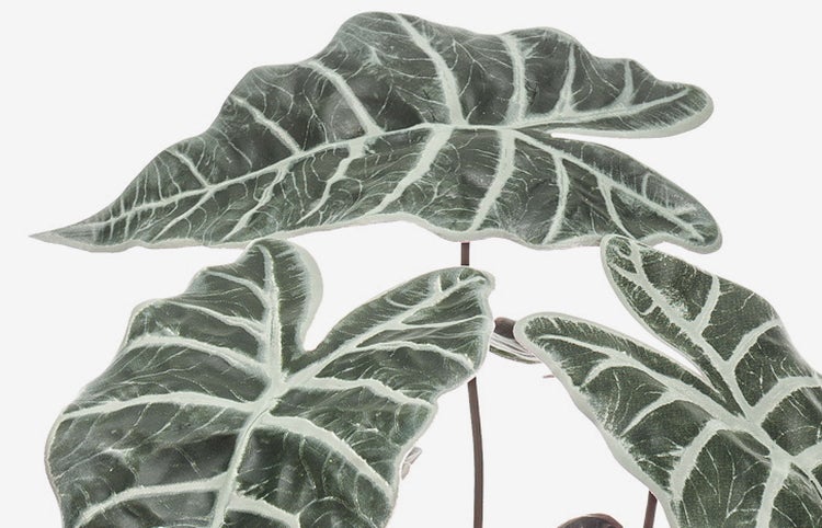 Alocasia Blätter mit ausgeprägten weißen Blattadern und gewellten Rändern.