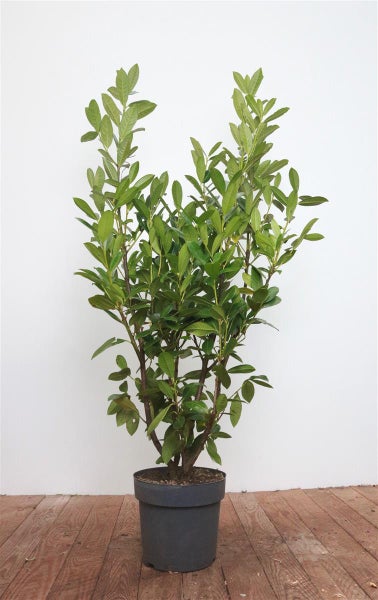 Prunus laurocerasus 'Genolia', Kirschlorbeer, immergrün, 125–150 cm