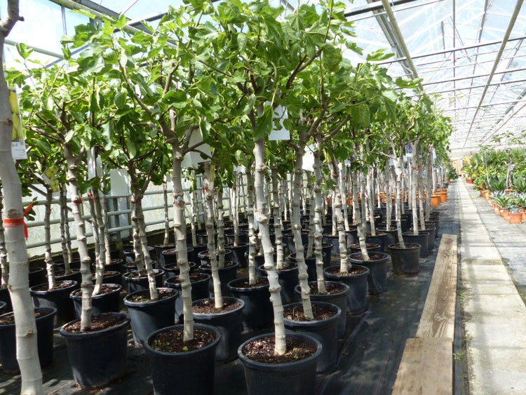 Feigenbaum 160-180 cm Obstbaum winterhart kräftiger Stamm, Ficus Carica, Feige, Obst