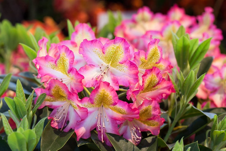 Rhododendron viscosum 'Quiet Thoughts', Sumpf-Rhododendron, 30–40 cm