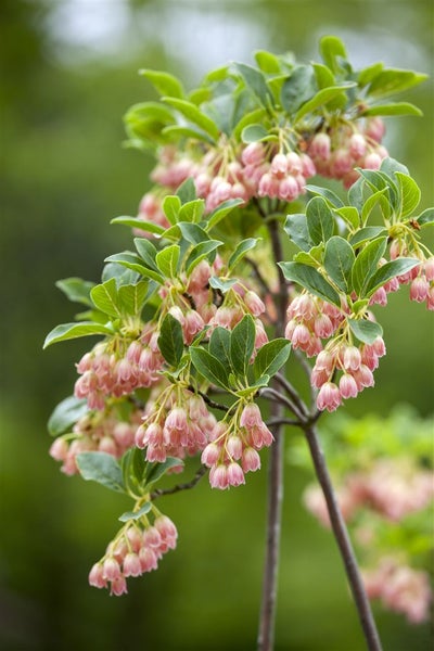 Enkianthus campanulatus, Japanischer Fächerstrauch, 60–80 cm
