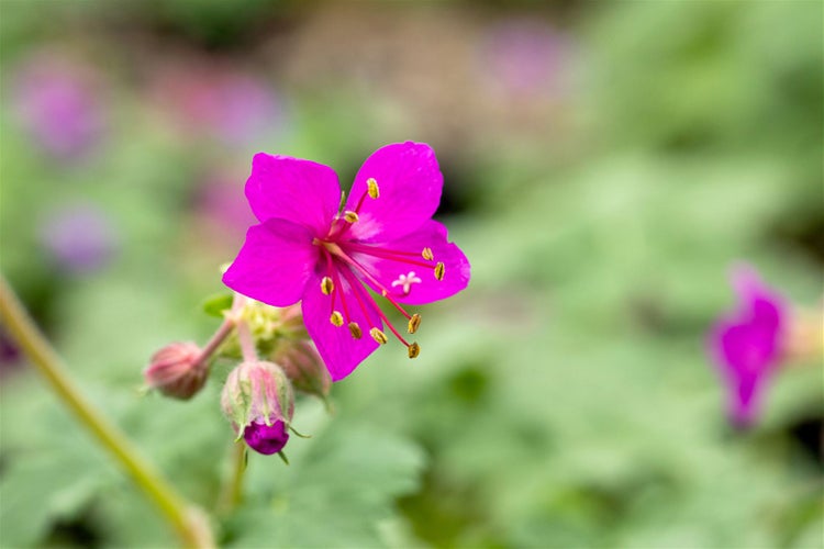 Geranium macrorrhizum 'Czakor', Balkan-Storchschnabel, purpurrot, ca. 9x9 cm Topf