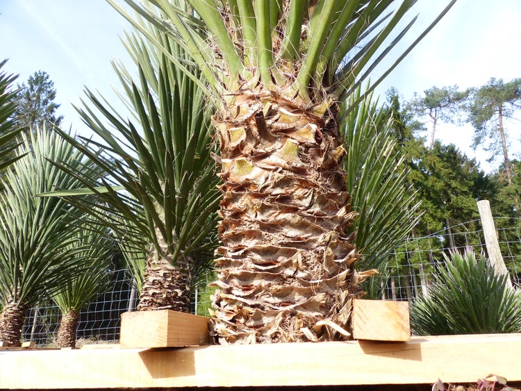 XXL Yucca Palme Filifera, 180 cm - 200, Stamm 40 - 50 cm, winterhart -13 Grad