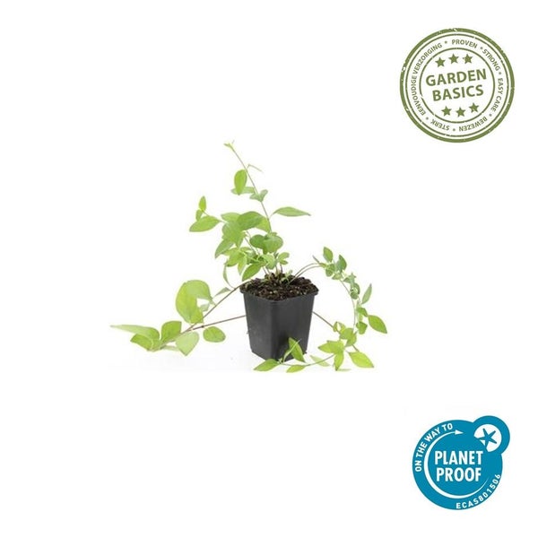 Bodendecker - Großblättriges Immergrün - Vinca major 'Alba' - 9cm Topf - Set mit 40 Pflanzen