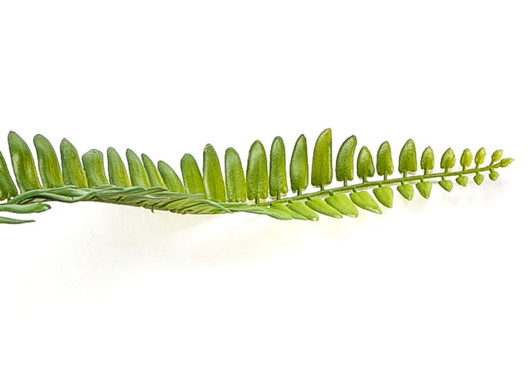 Nahaufnahme einer künstlichen Schefflera Pflanze mit grünen Blättern.