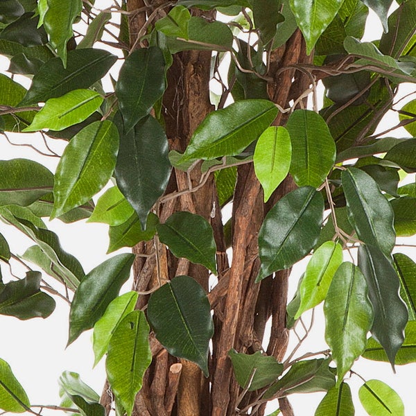 Künstlicher Ficus mit Blättern und Stamm aus Naturholz.