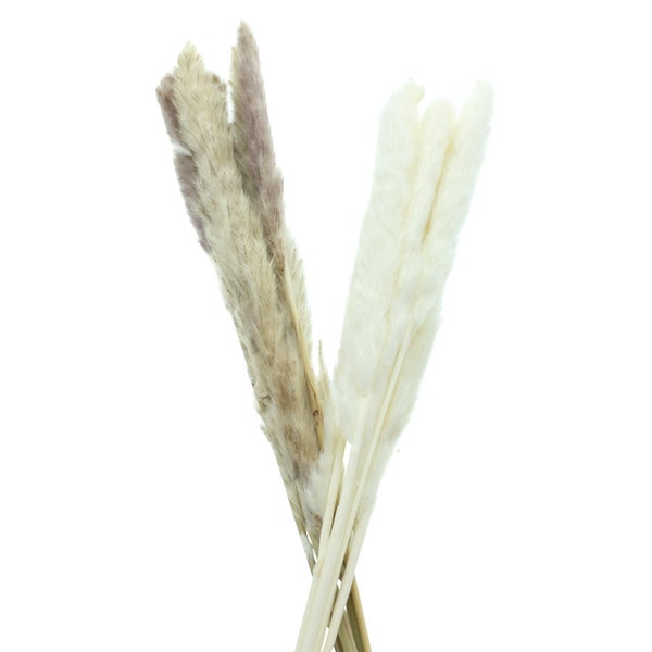 FRANK FLECHTWAREN | Pflanze Schilfgras, 2er Set, SCHILF, SCHILF, L: 70 cm