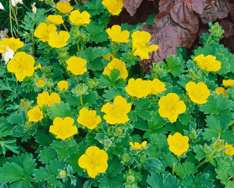 Gelbe Fingerkraut-Blüten mit grünen Blättern