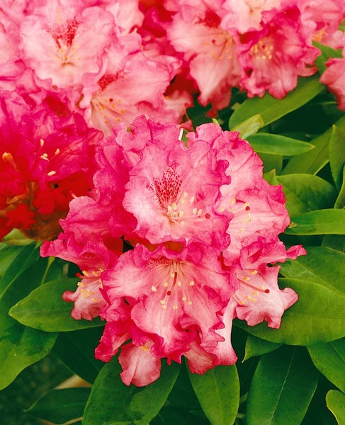 Rhododendron yak. 'Tina Heinje', rosa Blüten, 25–30 cm