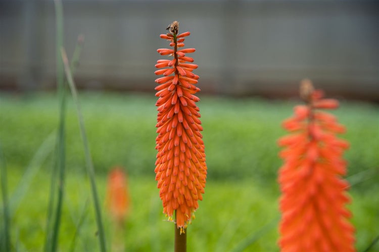 Kniphofia uvaria 'Alcazar', Fackellilie, orange-rot, ca. 11x11 cm Topf