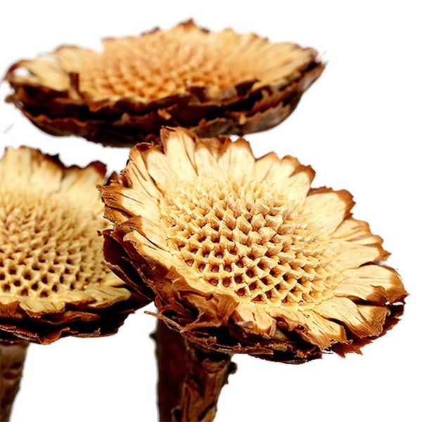 Getrocknete Blumenköpfe für Gestecke und Dekorationen