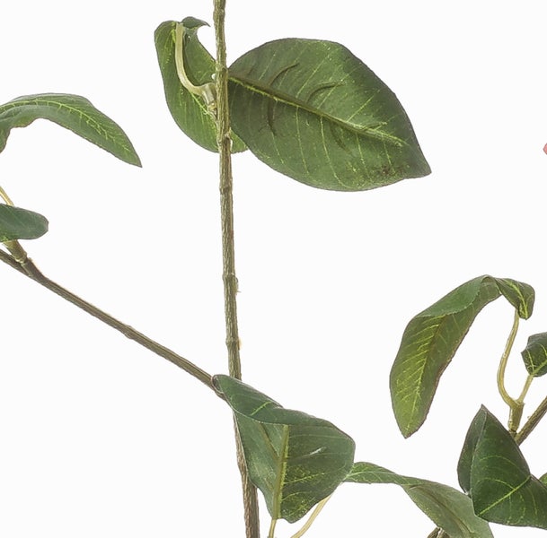 Weiße Orchidee in einem Moosball mit grünen Blättern und Blütenknospen.