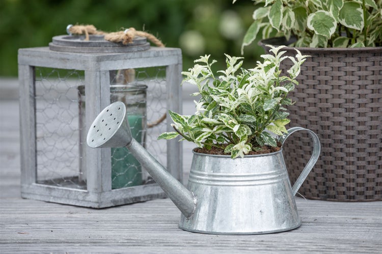 Euonymus fortunei 'Harlequin', Kriechspindel, buntlaubig, ca. 9x9 cm Topf