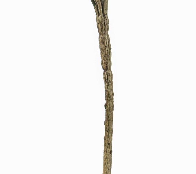 Strukturierter brauner Stiel einer Kunstpflanze