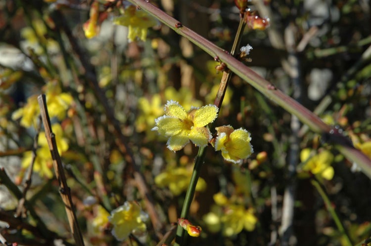 Jasminum nudiflorum, Winterjasmin, gelb, 40–60 cm