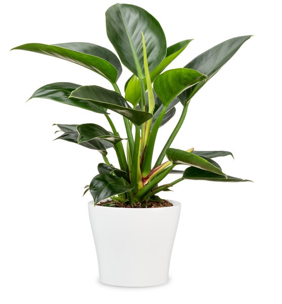 Scheurich Blumentopf aus Keramik,  Farbe: Panna, 21 cm Durchmesser, 19 cm hoch, 4,2 l Vol.