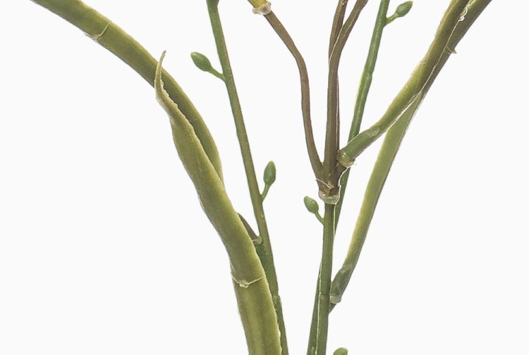 Detailansicht von grünen Pflanzenstielen und kleinen Knospen einer Kunstpflanze.