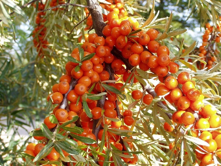 SAFLAX  - Sanddorn - Hippophae rhamnoides - 40 Samen