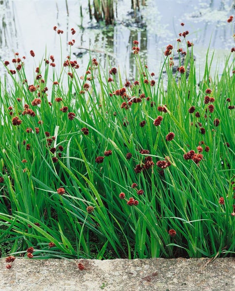 Juncus ensifolius, Schwert-Simse, ca. 9x9 cm Topf