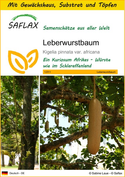 SAFLAX Anzucht Set - Leberwurstbaum - Kigelia pinnata var. africana - 10 Samen - Mit Mini-Gewächshaus, Anzuchtsubstrat und 2 Töpfen