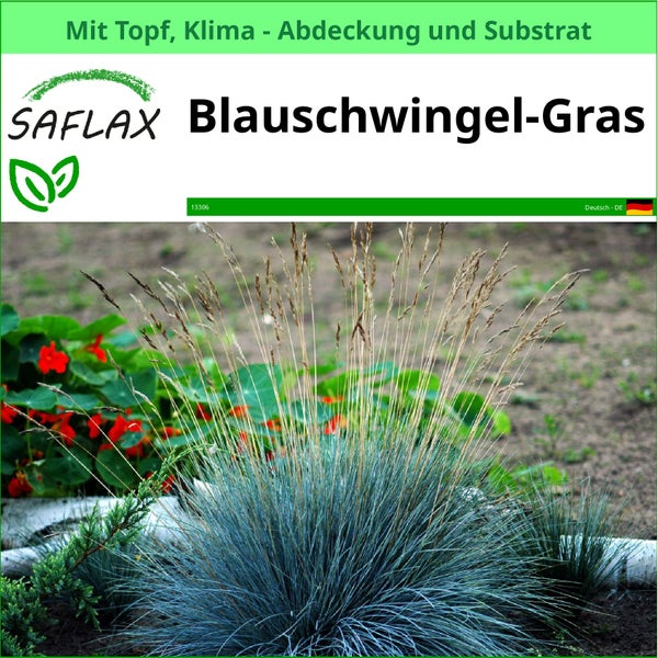 SAFLAX Garden to go - Blauschwingel-Gras - Festuca glauca - 50 Samen - Mit Topf, Klima - Deckel und Anzuchtsubstrat