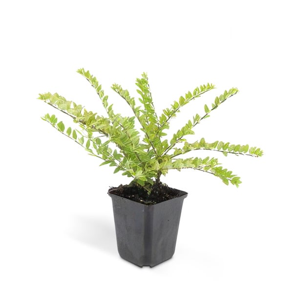 Bodendecker - Heckenmyrthe - Lonicera nitida 'Maigrün' - 9cm Topf - Set mit 20 Pflanzen