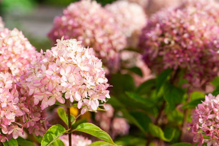 Hydrangea arborescens 'Candybelle' Marshmallow, rosa, 60–80 cm