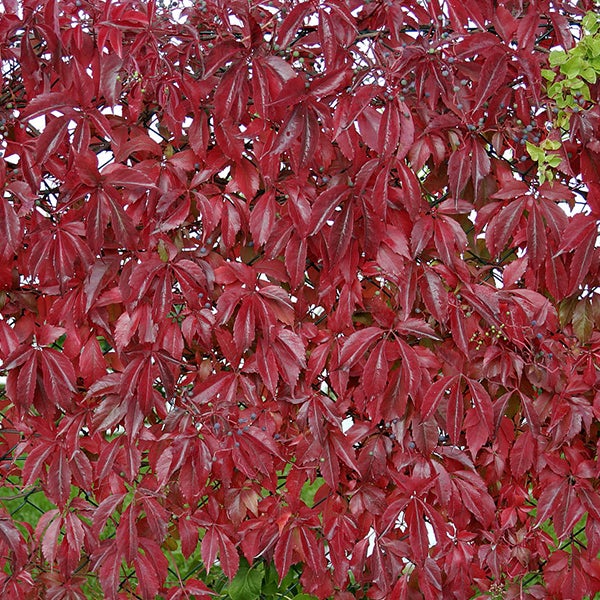 Zaun mit wildem Wein