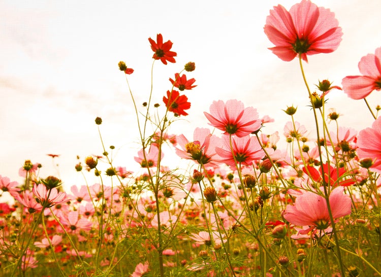 Wandbild mit rosa und roten Schmuckkörbchen-Blumen und einer Leinwandstruktur.