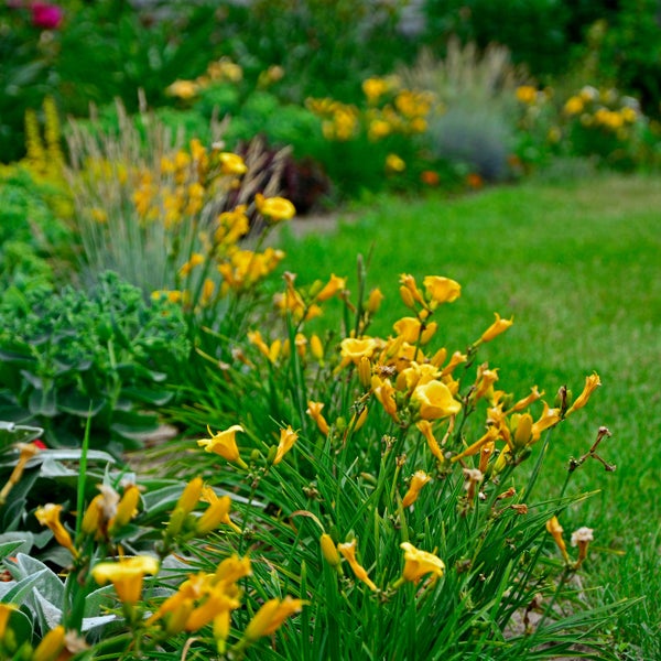Bloomique - 3er Set - Hemerocallis Stella d'Oro - Taglilie - Gartenpflanzen - Winterhart - Höhe 10-20 cm - Topf 9x9 cm