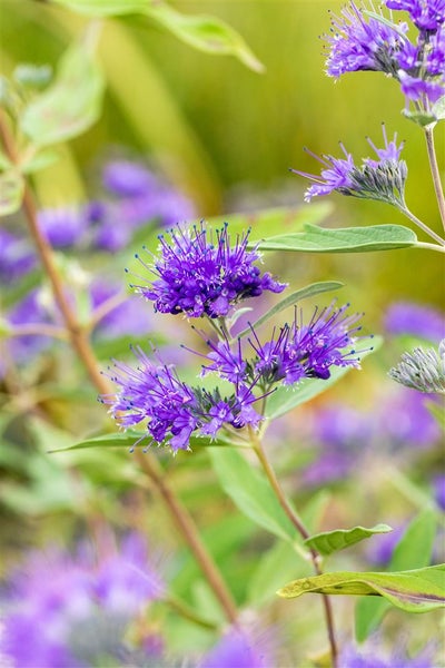 Caryopteris clandonensis 'Heavenly Blue', Bartblume, himmelblau, 30–40 cm