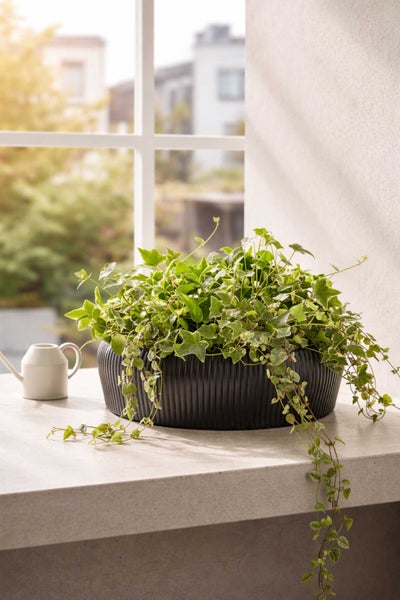 Hedera helix in einer schwarzen geriffelten Pflanzschale auf einer Fensterbank neben einer kleinen weißen Gießkanne.