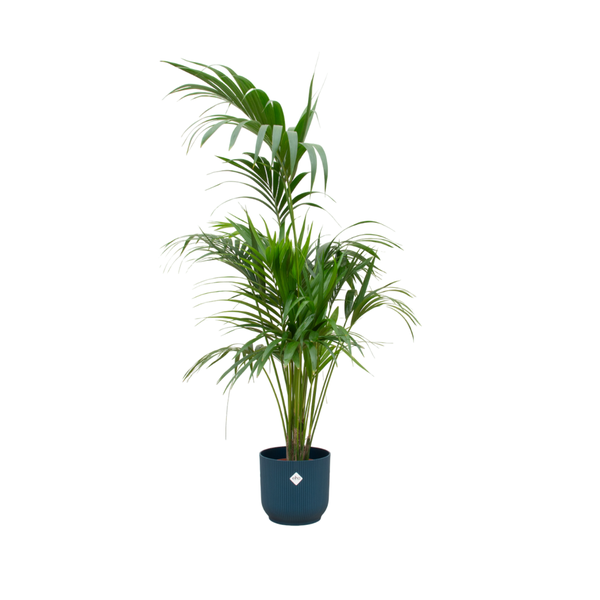 Kombi-Angebot – Kentia-Palme inklusive Elho Vibes Fold Übertopf rund blau Ø30 - 180 cm