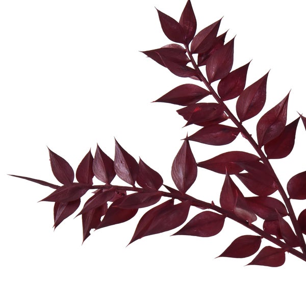 Roter Ruscus-Zweig als Trockenpflanze für floristische Dekorationen.