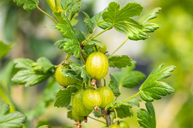 Ribes uva-crispa 'Hinnonmäki Grün', Stachelbeere, grün, 90 cm Stammhöhe