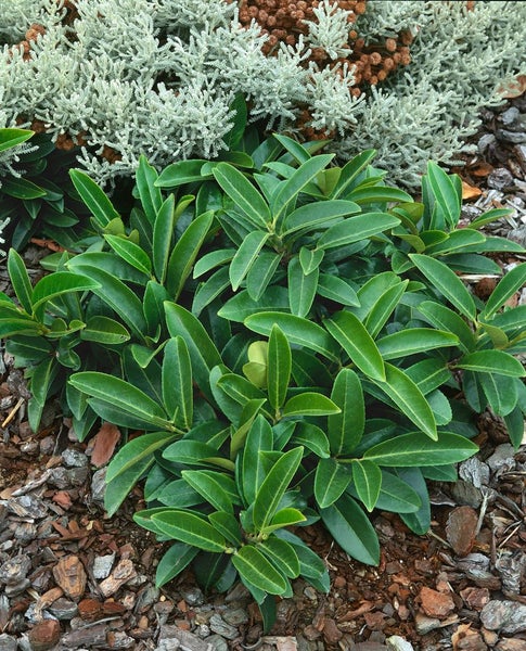 Prunus laurocerasus 'Mount Vernon', Kirschlorbeer, kompakt, 20–30 cm