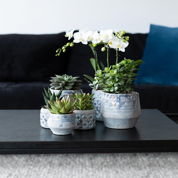 Eine Auswahl an Sukkulenten und eine weiße Orchidee in strukturierten Keramiktöpfen auf einem schwarzen Couchtisch vor einem dunklen Sofa.