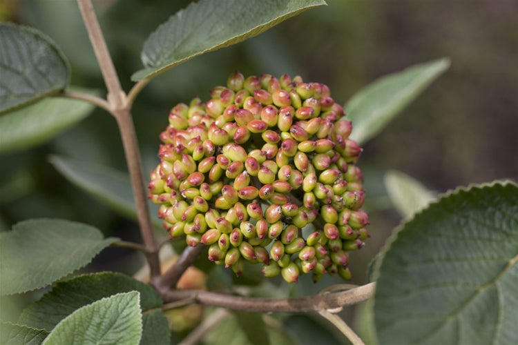 Viburnum rhytidophyllum, Immergrüner Schneeball, 40–60 cm