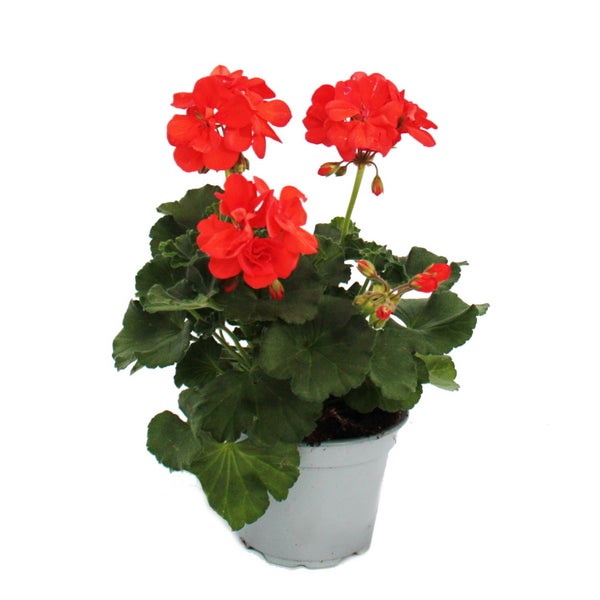 Geranien stehend - Pelargonium zonale - 12cm Topf - Set mit 3 Pflanzen - orange