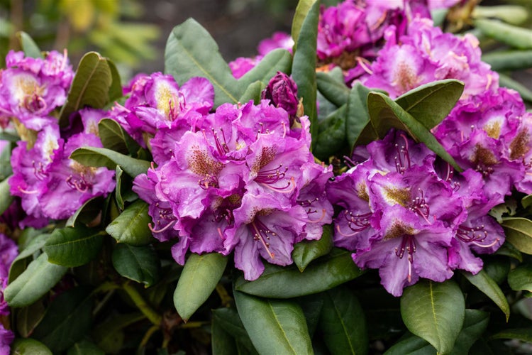 Rhododendron Hybr. 'Anatevka', rosa Blüten, 60–70 cm