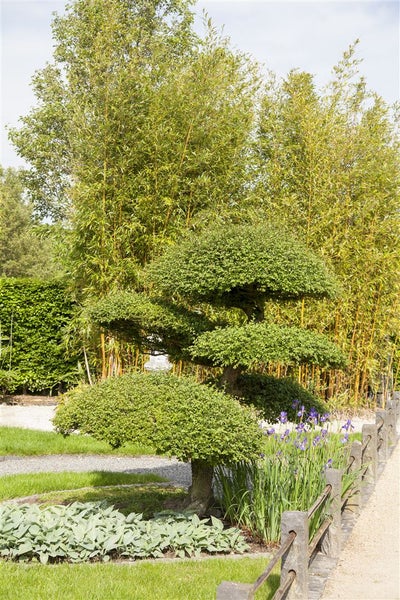 Taxus baccata, Eibe, immergrün, 20–30 cm