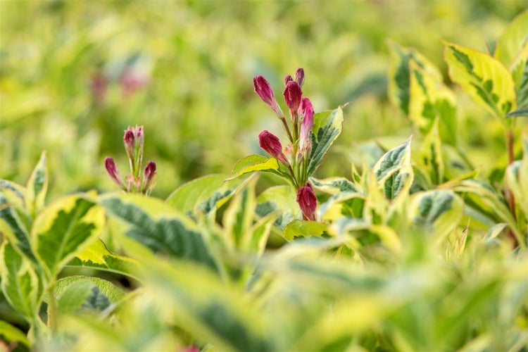 Weigela florida 'Nana Variegata', Weigelie, buntlaubig, 125–150 cm