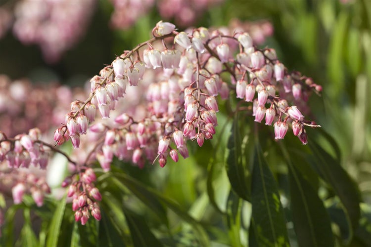 Pieris japonica, Japanische Lavendelheide, 30–40 cm