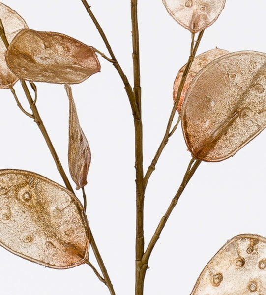 Getrockneter Lunaria-Zweig Silberblatt in Bronzefarbe mit flachen ovalen Samenkapseln für Dekorationen.