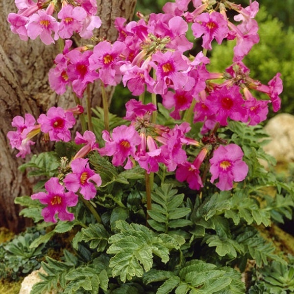 Bild einer Androsace carnea Pflanze mit rosa Blüten und grünen Blättern.