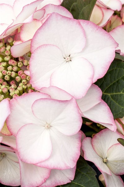 Hydrangea macrophylla 'Charme', Hortensie, rosa, 30–40 cm