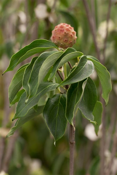 Cornus kousa chinensis 'China Girl', Chinesischer Blumen-Hartriegel, 100–125 cm