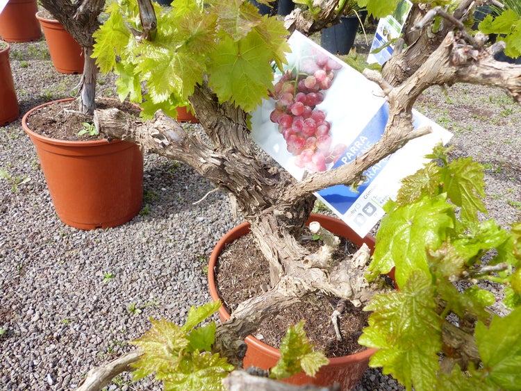 Weinrebe im Kunststofftopf mit verholztem Stamm, frischem Austrieb und Sortenschild mit Abbildung von Weintrauben.